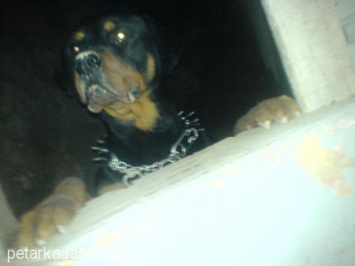 misty Dişi Rottweiler