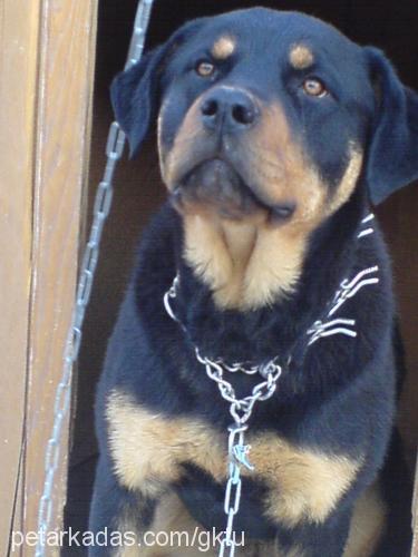 misty Dişi Rottweiler