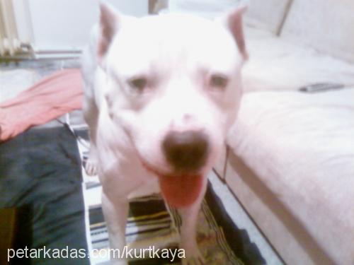 efe Erkek Amerikan Staffordshire Terrier