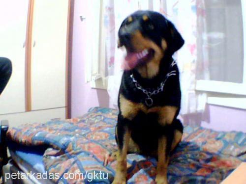 misty Dişi Rottweiler