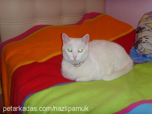 nazlı Dişi Ankara Kedisi (Angora)