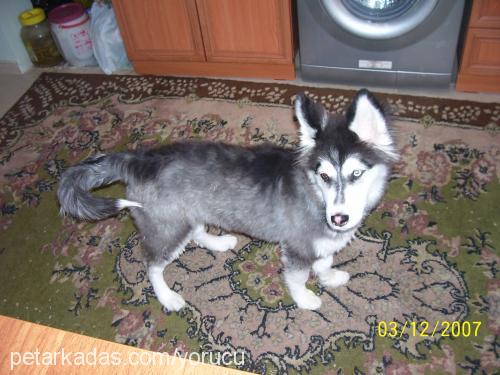 duman Erkek Sibirya Kurdu (Husky)