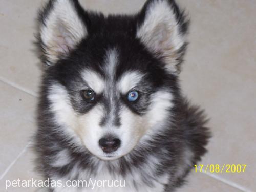 duman Erkek Sibirya Kurdu (Husky)