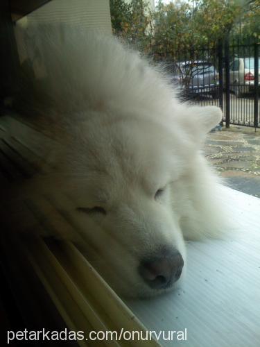 Şerbet Erkek Samoyed