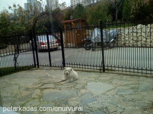 Şerbet Erkek Samoyed