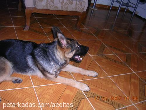 lucifer Dişi Alman Çoban Köpeği