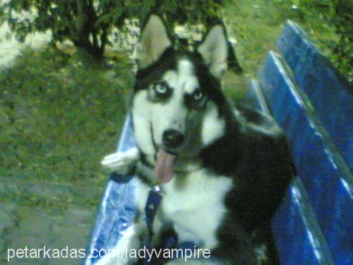 vhisky Dişi Sibirya Kurdu (Husky)