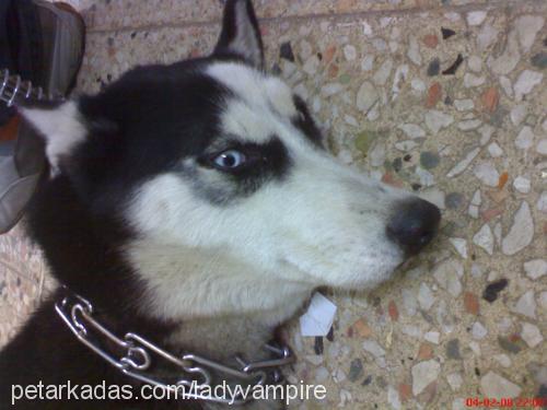 vhisky Dişi Sibirya Kurdu (Husky)