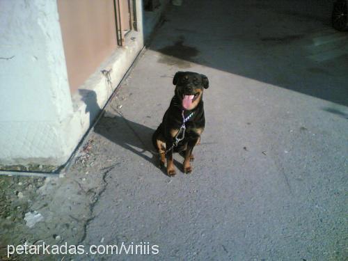 deyzi Dişi Rottweiler