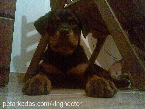 hector Erkek Rottweiler