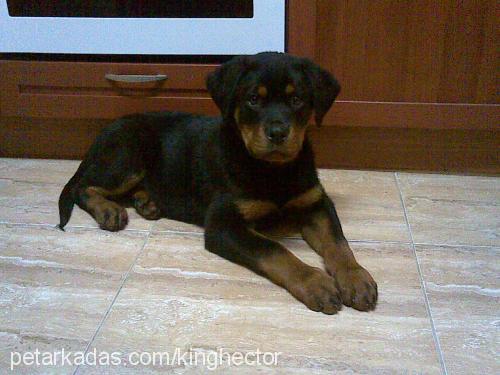 hector Erkek Rottweiler