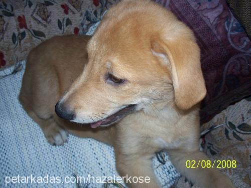 badem Erkek Golden Retriever