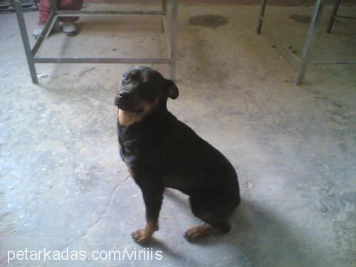 deyzi Dişi Rottweiler