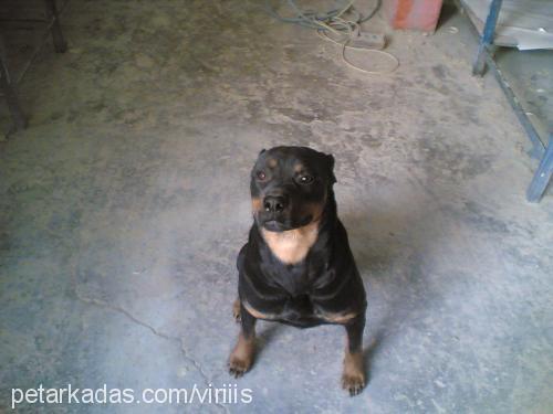 deyzi Dişi Rottweiler