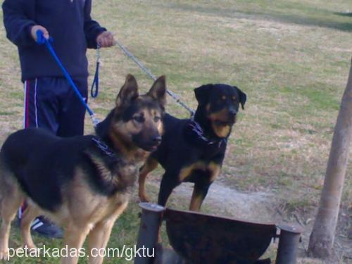 misty Dişi Rottweiler