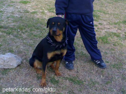 misty Dişi Rottweiler