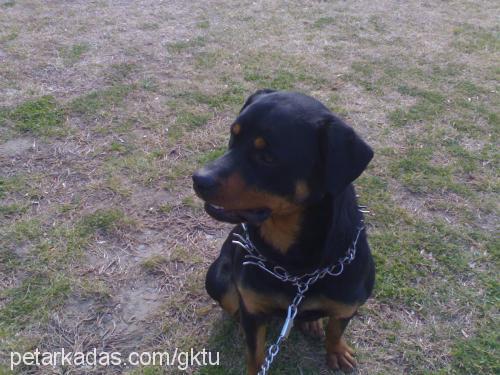 misty Dişi Rottweiler