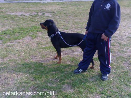 misty Dişi Rottweiler