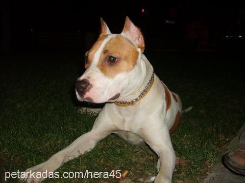 hera Dişi Amerikan Staffordshire Terrier