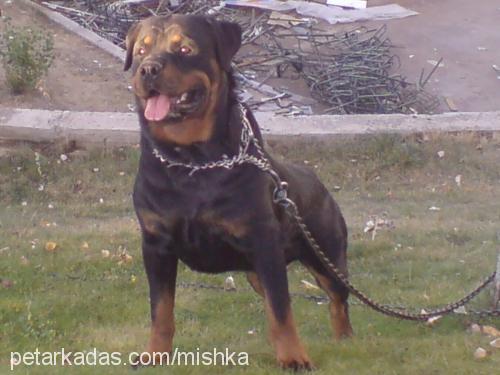 cekky Erkek Rottweiler