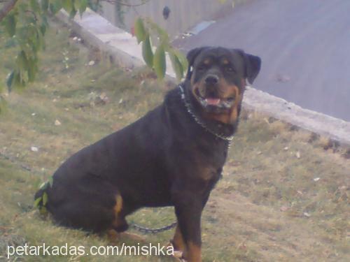 cekky Erkek Rottweiler