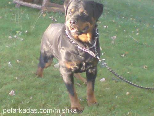 cekky Erkek Rottweiler