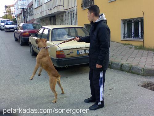 mantar Erkek Boxer