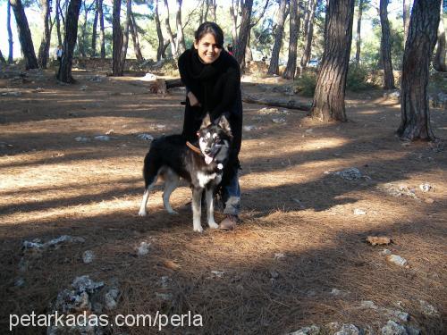 çakır Erkek Sibirya Kurdu (Husky)