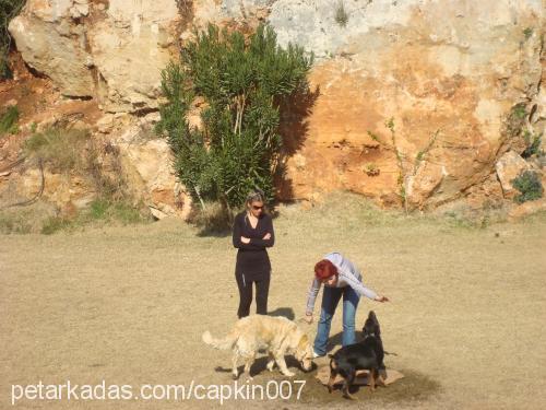 cindy Dişi Golden Retriever