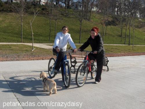 daİsy Dişi İngiliz Cocker Spaniel