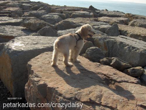 daİsy Dişi İngiliz Cocker Spaniel