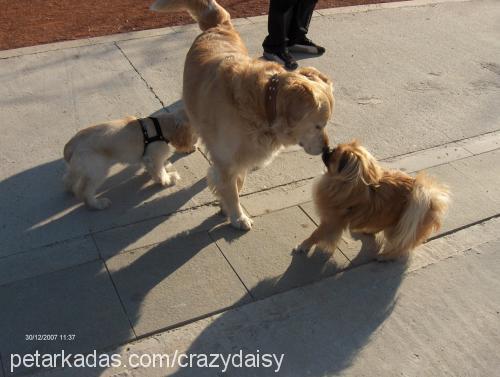 daİsy Dişi İngiliz Cocker Spaniel