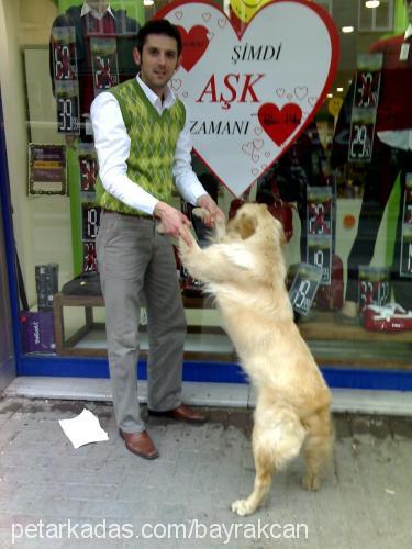 dost Erkek Golden Retriever