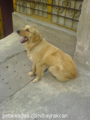 dost Erkek Golden Retriever