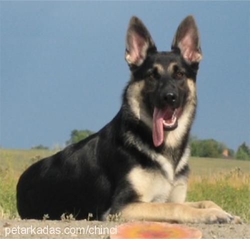 chinci Erkek Alman Çoban Köpeği