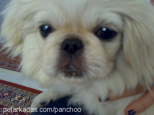 panchoo Dişi Pekingese