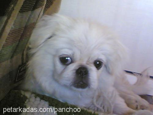 panchoo Dişi Pekingese