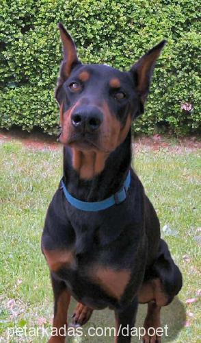 patron Erkek Doberman Pinscher