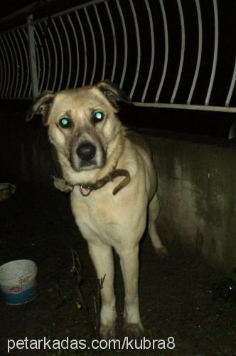 baby Erkek Kangal