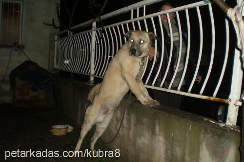 baby Erkek Kangal