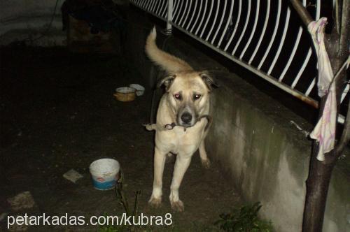 baby Erkek Kangal