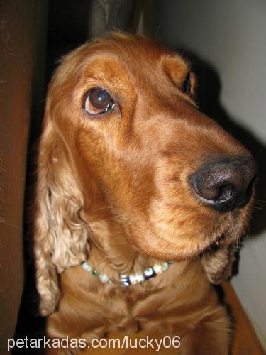 lucky Erkek İngiliz Cocker Spaniel