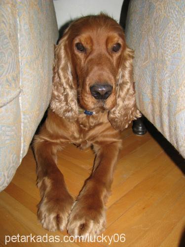 lucky Erkek İngiliz Cocker Spaniel