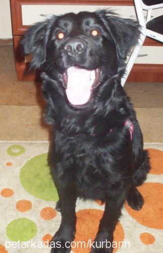 zeytin Dişi Flat Coated Retriever