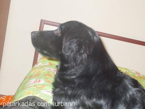 zeytin Dişi Flat Coated Retriever