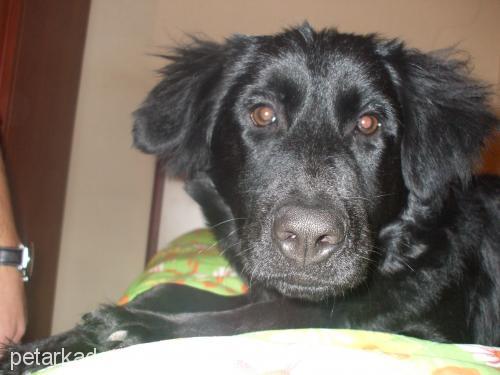 zeytin Dişi Flat Coated Retriever