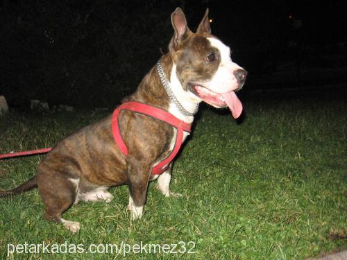 pardus Erkek Amerikan Staffordshire Terrier