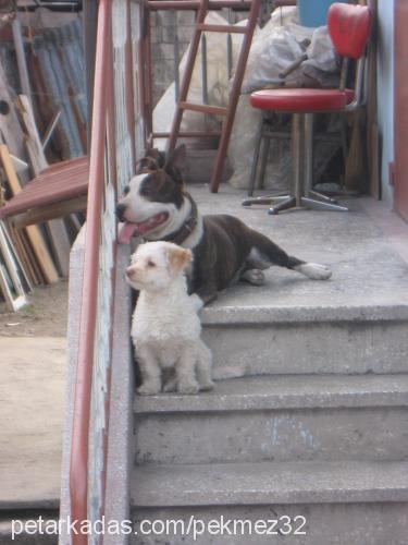 pardus Erkek Amerikan Staffordshire Terrier