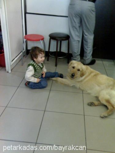 dost Erkek Golden Retriever