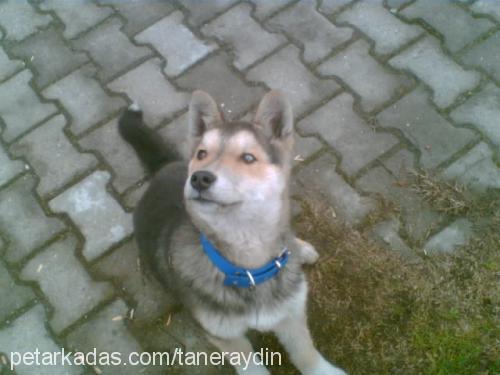 mex Erkek Alaskan Malamute